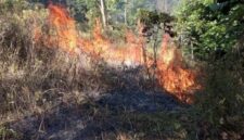 Ilustrasi kebakaran hutan. BPBD Kerinci himbau warga jangan buka lahan dengan membakar