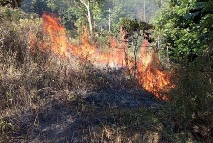 Ilustrasi kebakaran hutan. BPBD Kerinci himbau warga jangan buka lahan dengan membakar
