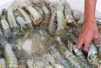 Nelayan Tanjab Timur panen dang Mantis.