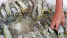 Nelayan Tanjab Timur panen dang Mantis.