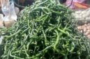 Harga cabe hijau lebih mahal ketimbang cabe merah di kerinci