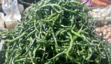 Harga cabe hijau lebih mahal ketimbang cabe merah di kerinci