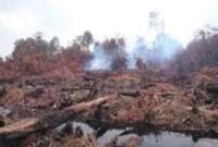 Tampak kebakaran hutan di jambi yang semakin hari makin meluas