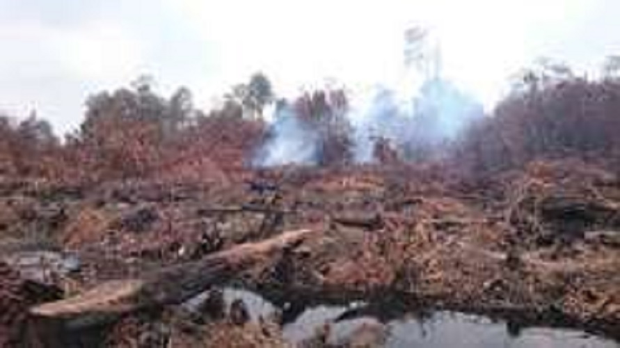 Tampak kebakaran hutan di jambi yang semakin hari makin meluas