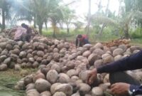 Harga Kelapa di Tanjab Timur Turun