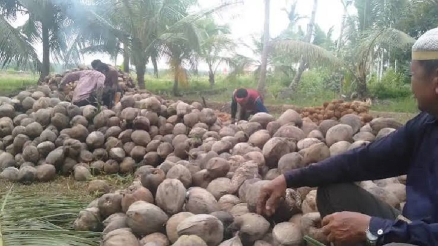Harga Kelapa di Tanjab Timur Turun