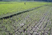 Lahan sawah di bungo kekeringan