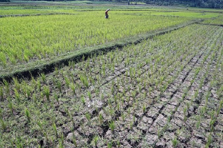 Lahan sawah di bungo kekeringan