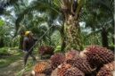 Harga Sawit di Jambi hari ini
