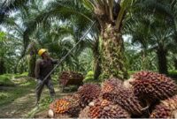 Harga Sawit di Jambi hari ini