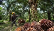 Harga Sawit di Jambi hari ini