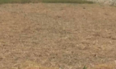 194 Hektare Sawah di Batang Hari Gagal Panen, Kekeringan Ancam Ratusan Hektare Lainnya