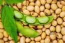 Soybeans (kedelai) offer numerous health benefits