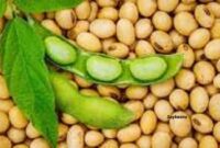 Soybeans (kedelai) offer numerous health benefits