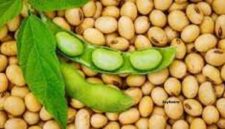Soybeans (kedelai) offer numerous health benefits