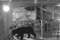 Potongan rekaman cctv saat beruang masuk dan merusak rumah pondok milik warga Sungai abu