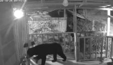 Potongan rekaman cctv saat beruang masuk dan merusak rumah pondok milik warga Sungai abu
