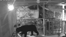 Potongan rekaman cctv saat beruang masuk dan merusak rumah pondok milik warga Sungai abu
