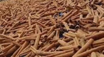 Health benefits of Cassia vera