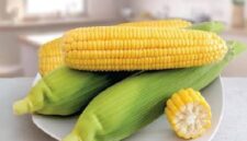 Manfaat jagung bagi kesehatan