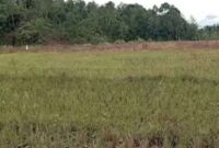 Tampak lahan sawah kerinci yang alami kekeringan