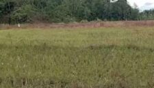 Tampak lahan sawah kerinci yang alami kekeringan