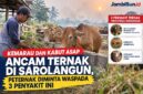 Pertenak Sarolangun diminta waspada penyakit ternak selama musim kemarau