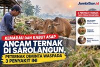 Pertenak Sarolangun diminta waspada penyakit ternak selama musim kemarau