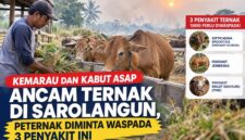 Pertenak Sarolangun diminta waspada penyakit ternak selama musim kemarau