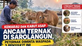 Pertenak Sarolangun diminta waspada penyakit ternak selama musim kemarau