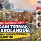 Pertenak Sarolangun diminta waspada penyakit ternak selama musim kemarau